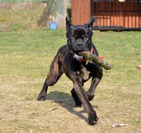 Masti za tęczowym mostem